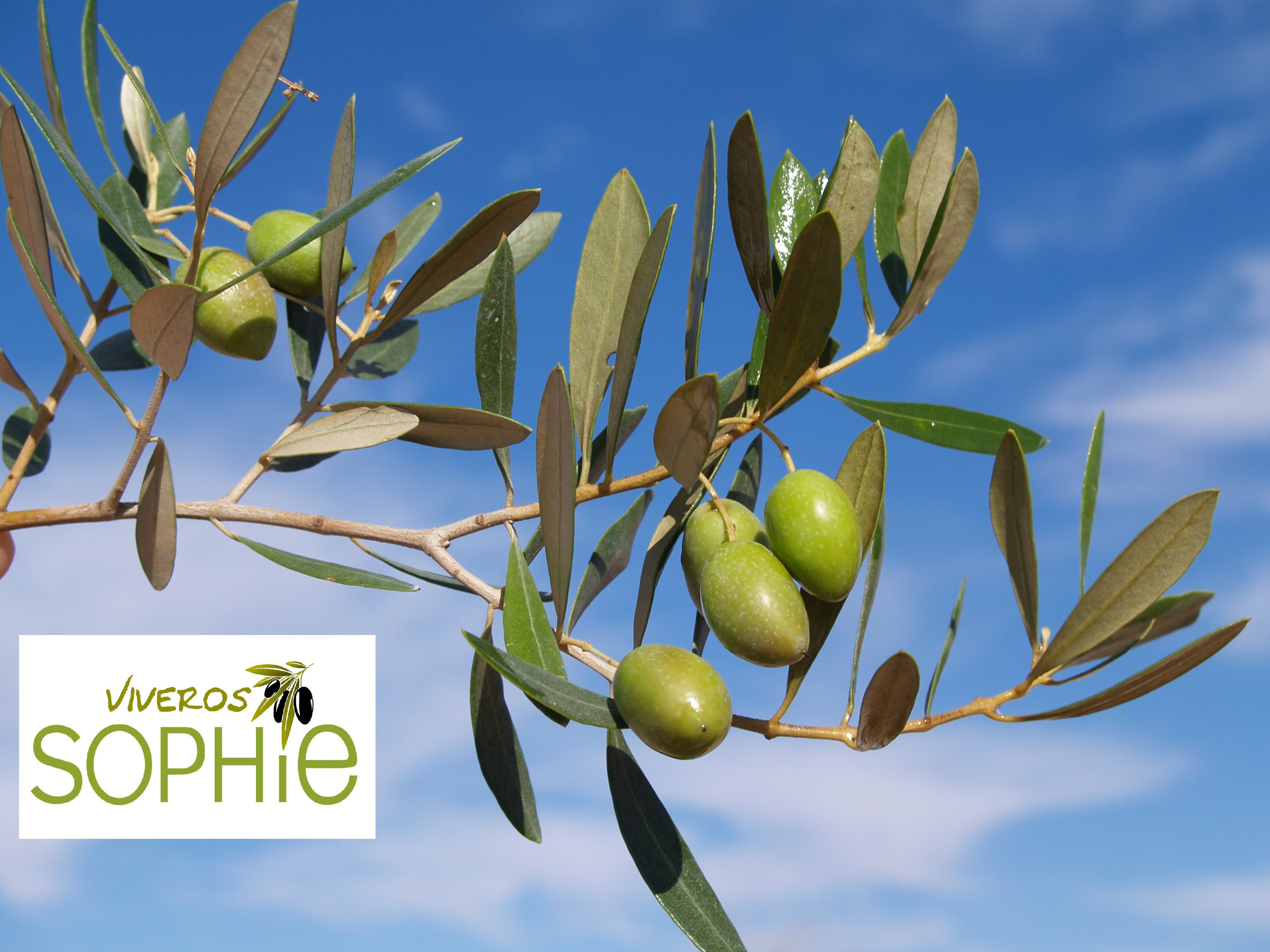 Variedad de olivo REAL  SEVILLANA